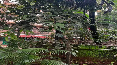 Hopea Ponga (Dennst.)Mabb.