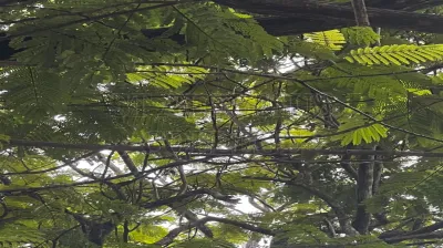 Pongamia Pinnata L. Pierre