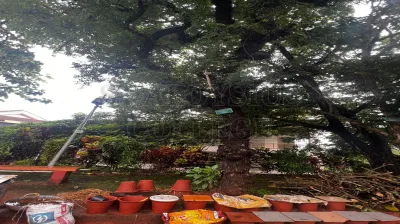 Neem