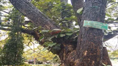 Rain Tree