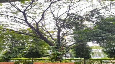 Rain Tree