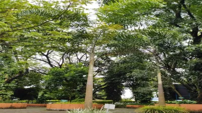 Cuban Royal Palm