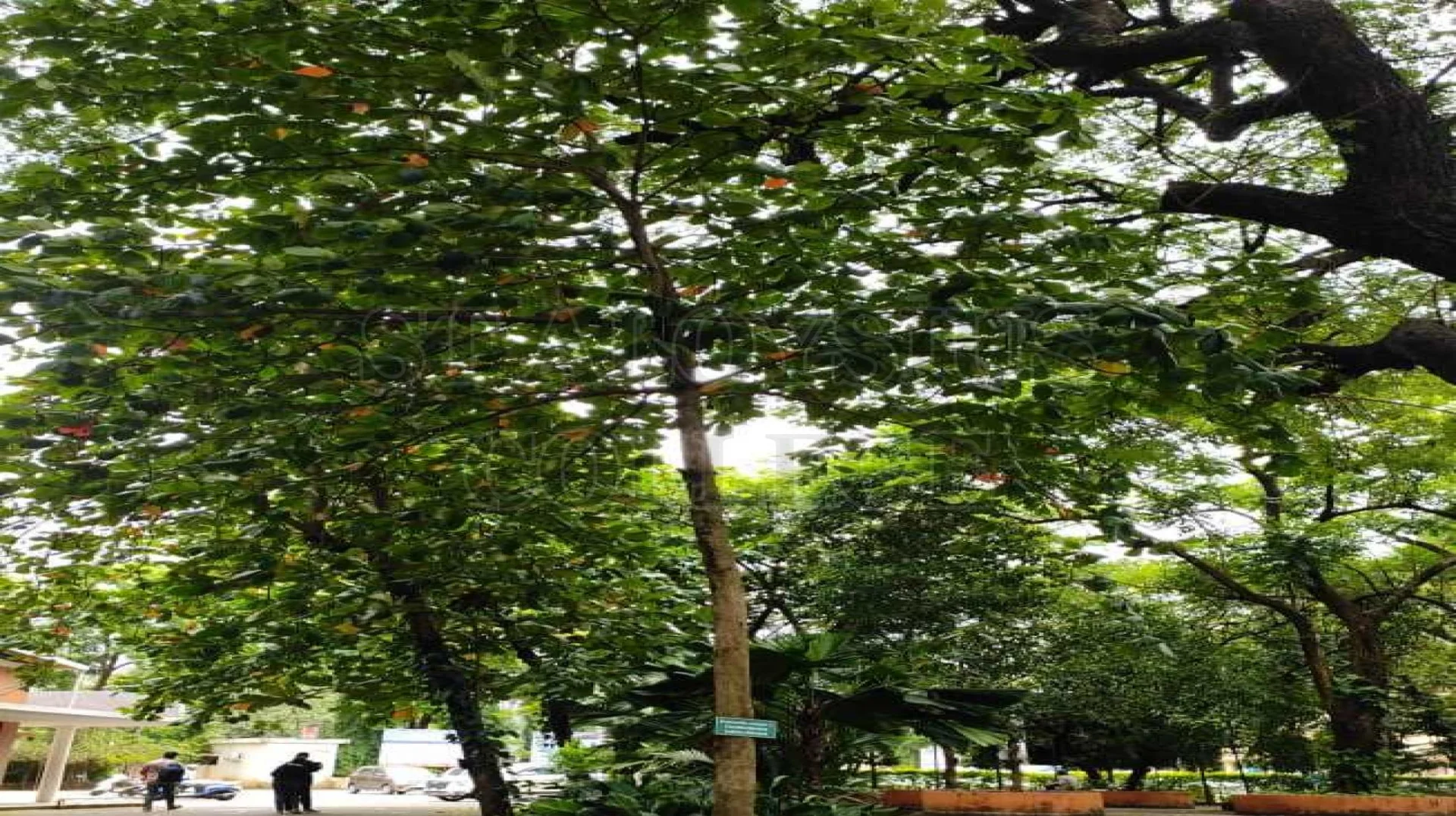 Indian Almond