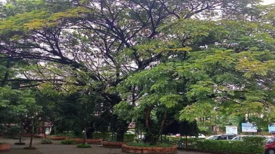 Rain Tree