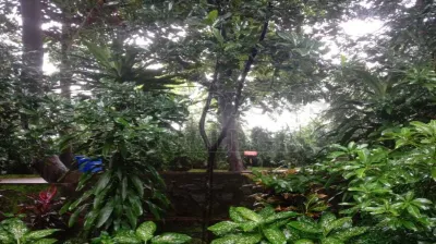 Jack Fruit