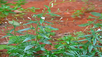 Green Chiretta