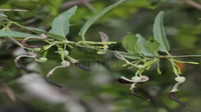 Indian Birthwort