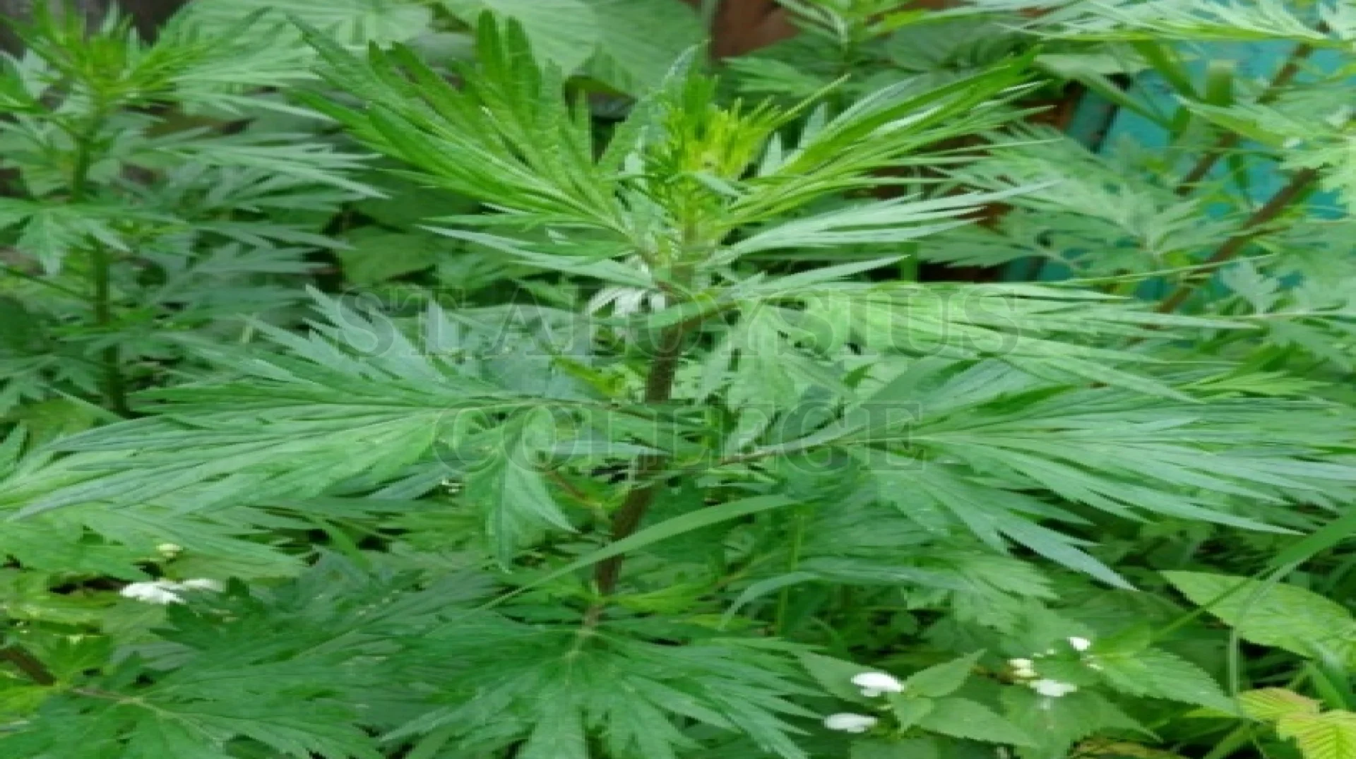 Mugwort