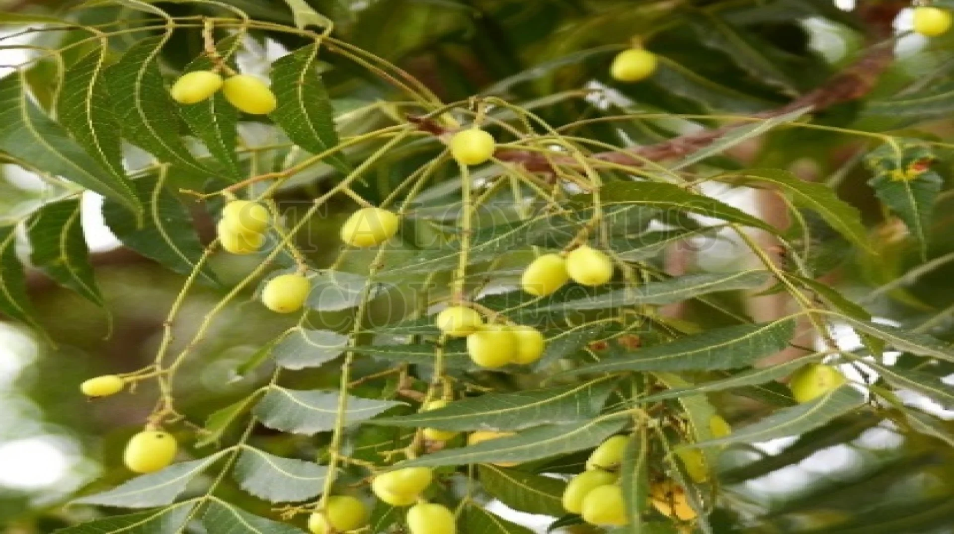 Neem