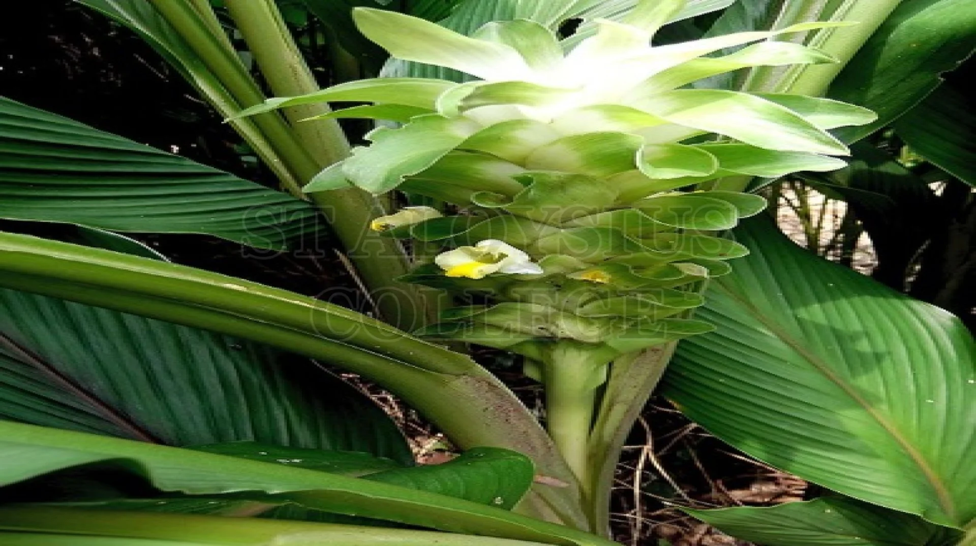 Turmeric