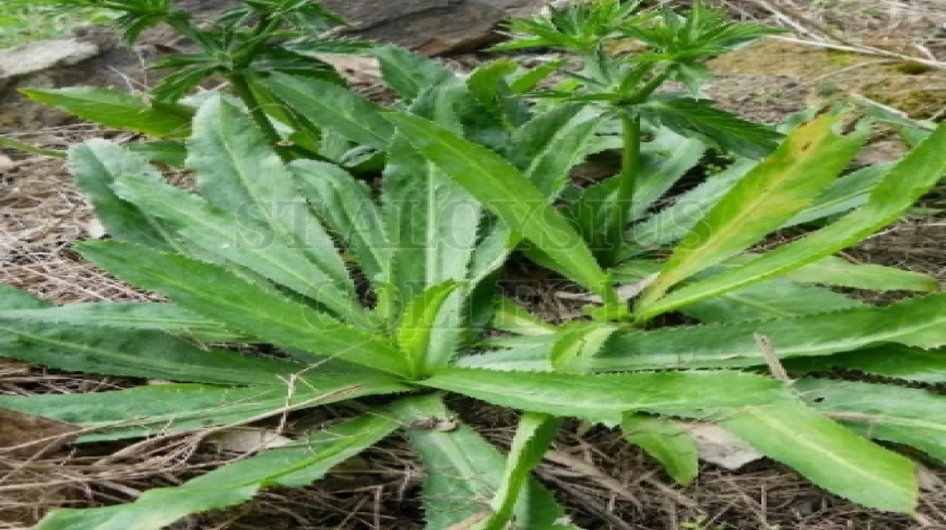 Culantro