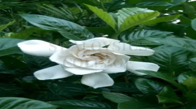 Cape Jasmine