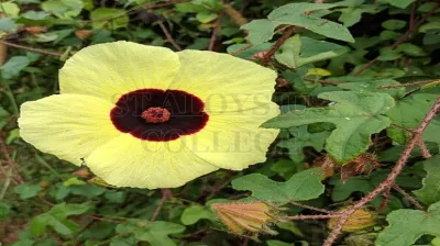 Wild Hibiscus