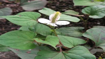 Chameleon Plant