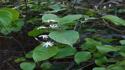 Malabar Jasmine