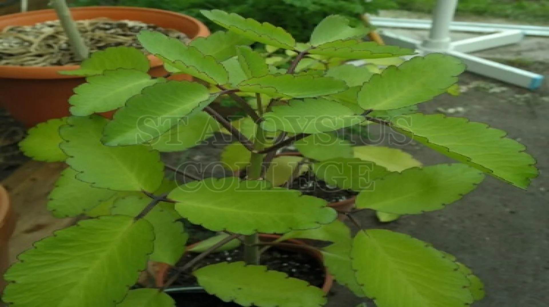 Miracle Leaf