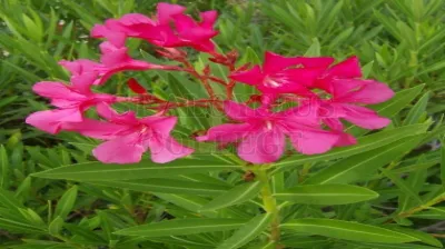 Oleander