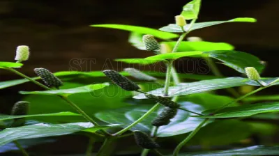 Long Pepper