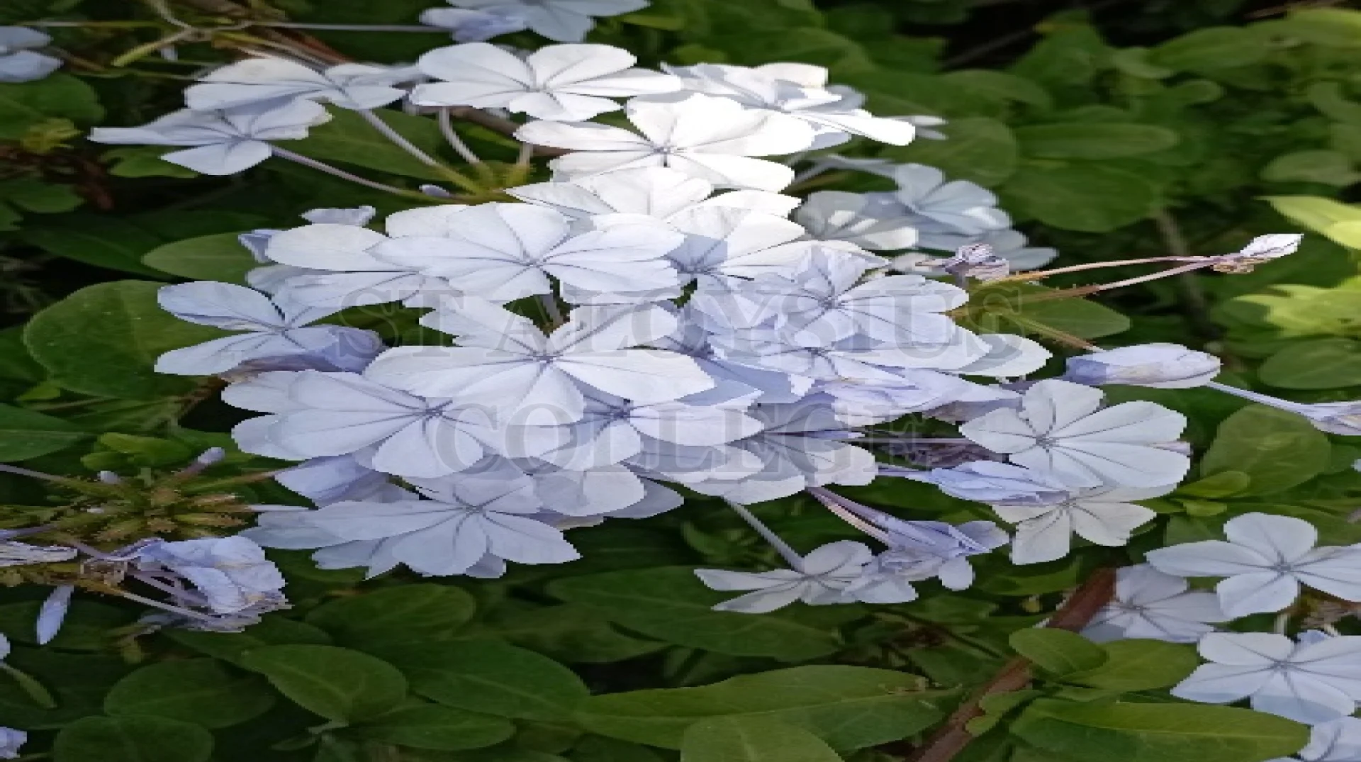 Cape Leadwort