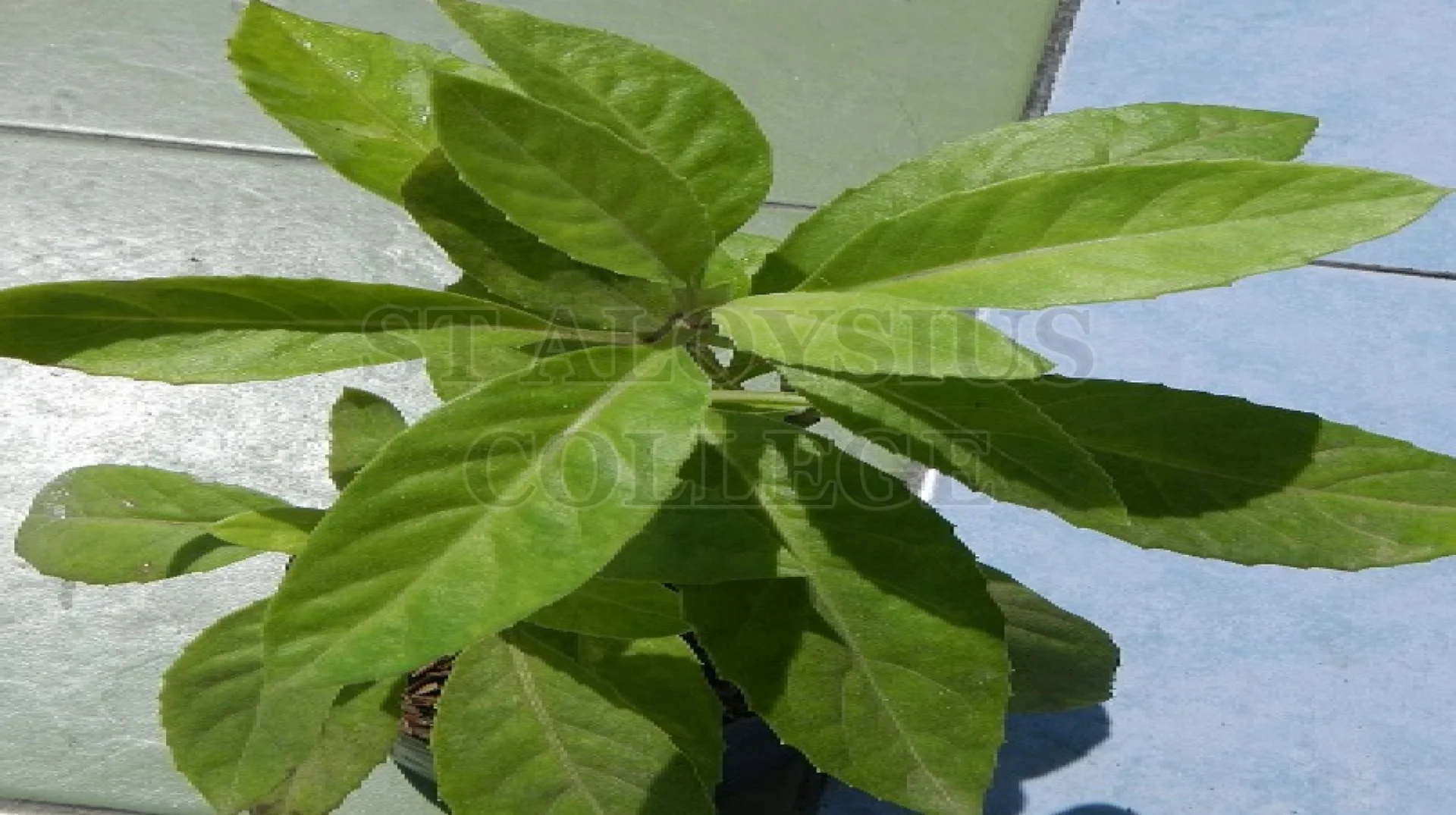 Longevity Spinach