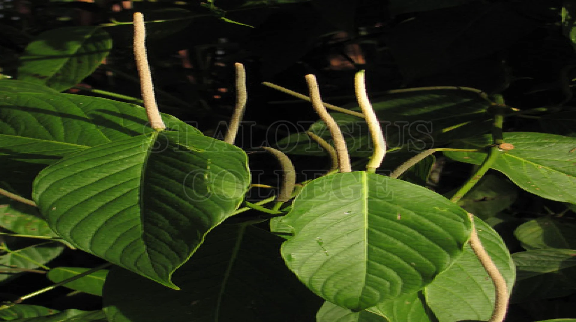 Tree Pepper