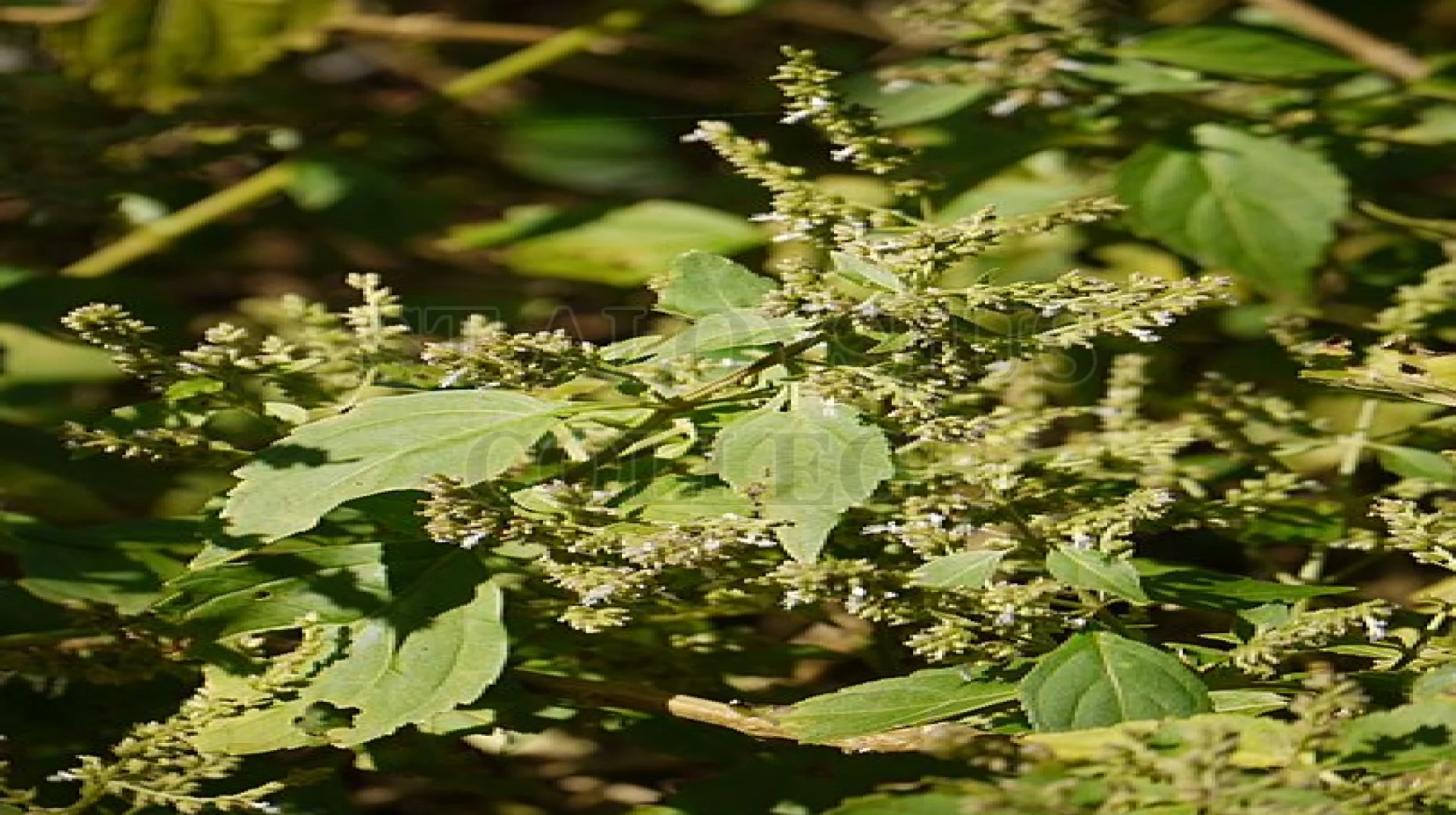 Indian Patchouli